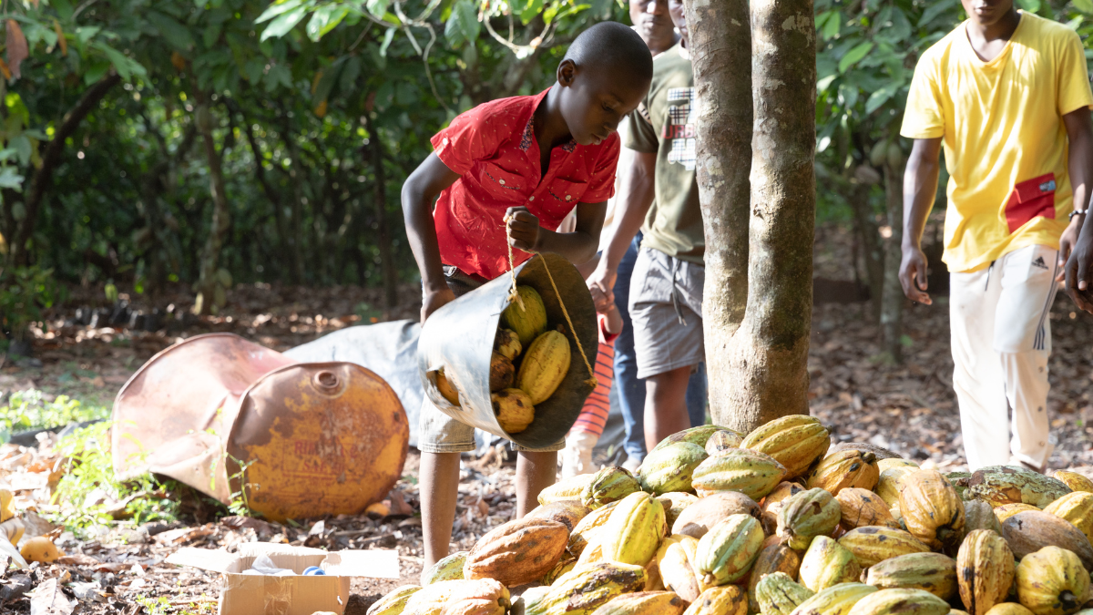 Junge hilft Kakaobohnen zu sortieren