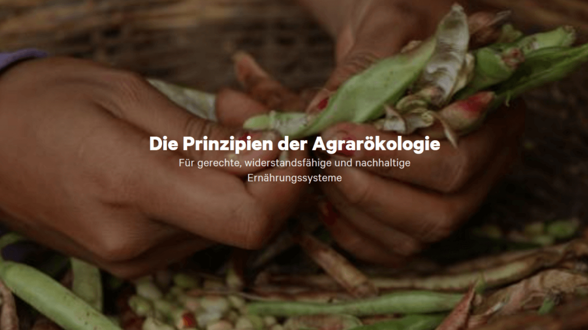 Teaser: Multimediareportage Prinzipien der Agrarökologie