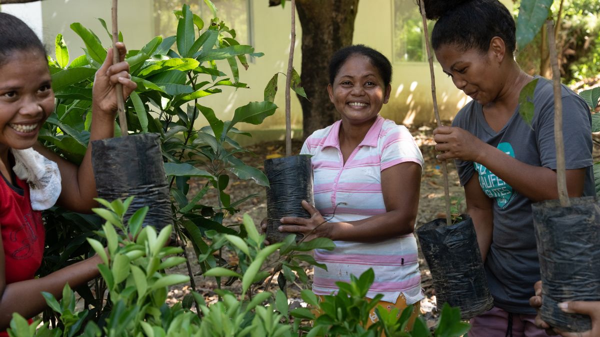 Frauen bereiten Mangobaum-Setzlinge vor